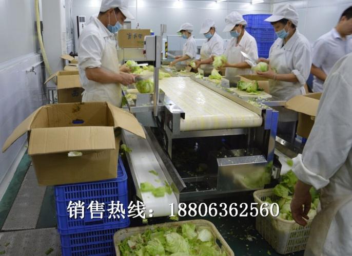 供应商机 日用品 日化产品 蔬菜加工厂设备 大型食堂蔬菜清洗设备